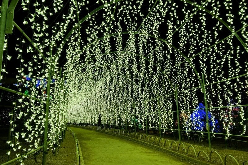 Ashikaga Flower Park Illumination in Winter