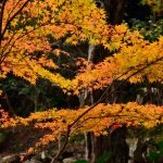 Autumn leaves Japan