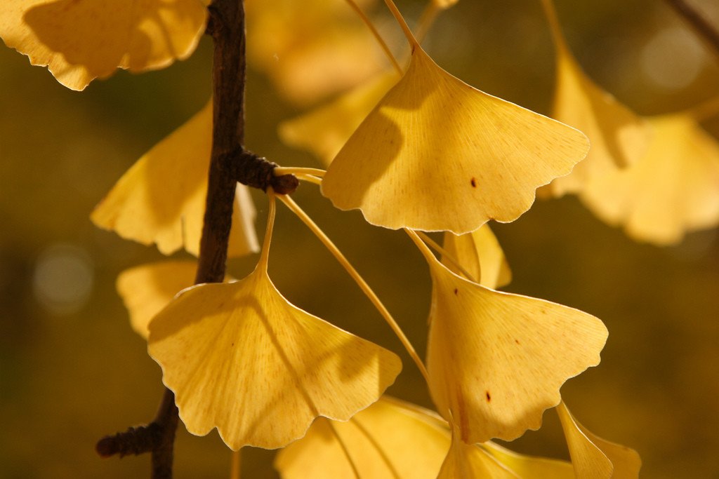 Autumn Ginkgo Leaves, Japan