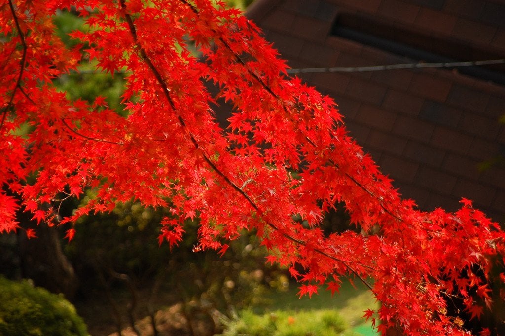Autumn Leaves in Nagasaki Japan