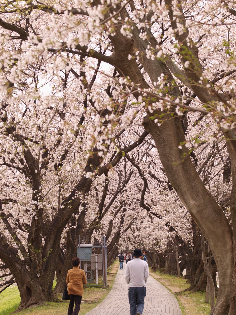 Beautiful_Sakura_Kyoto