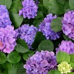 Hydrangea Japan