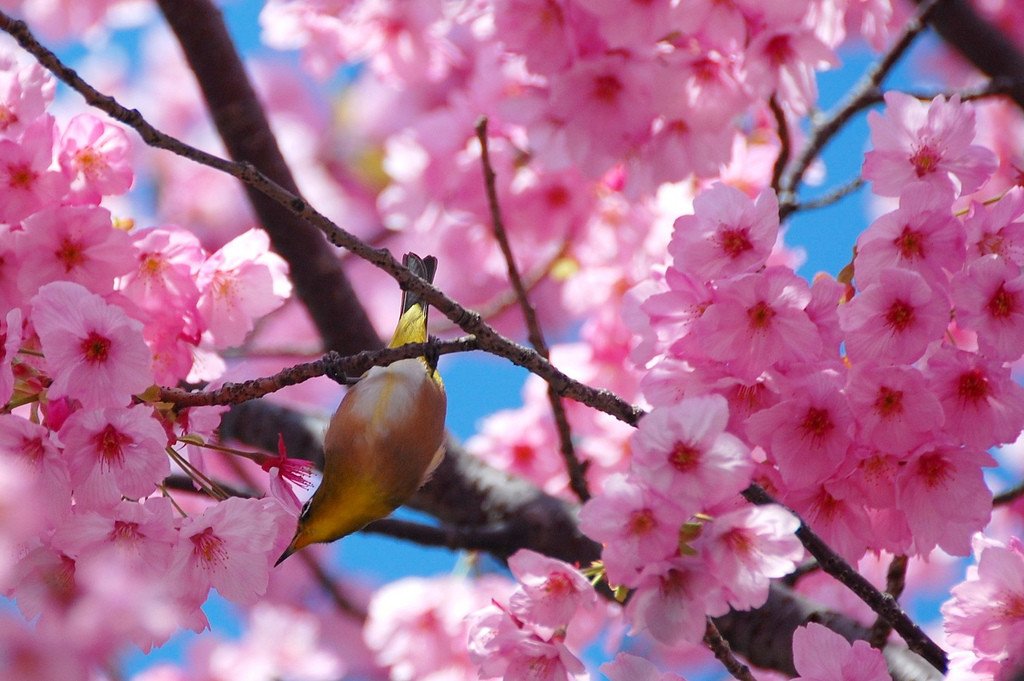 bird_on_a_cherry_tree_japan_spring