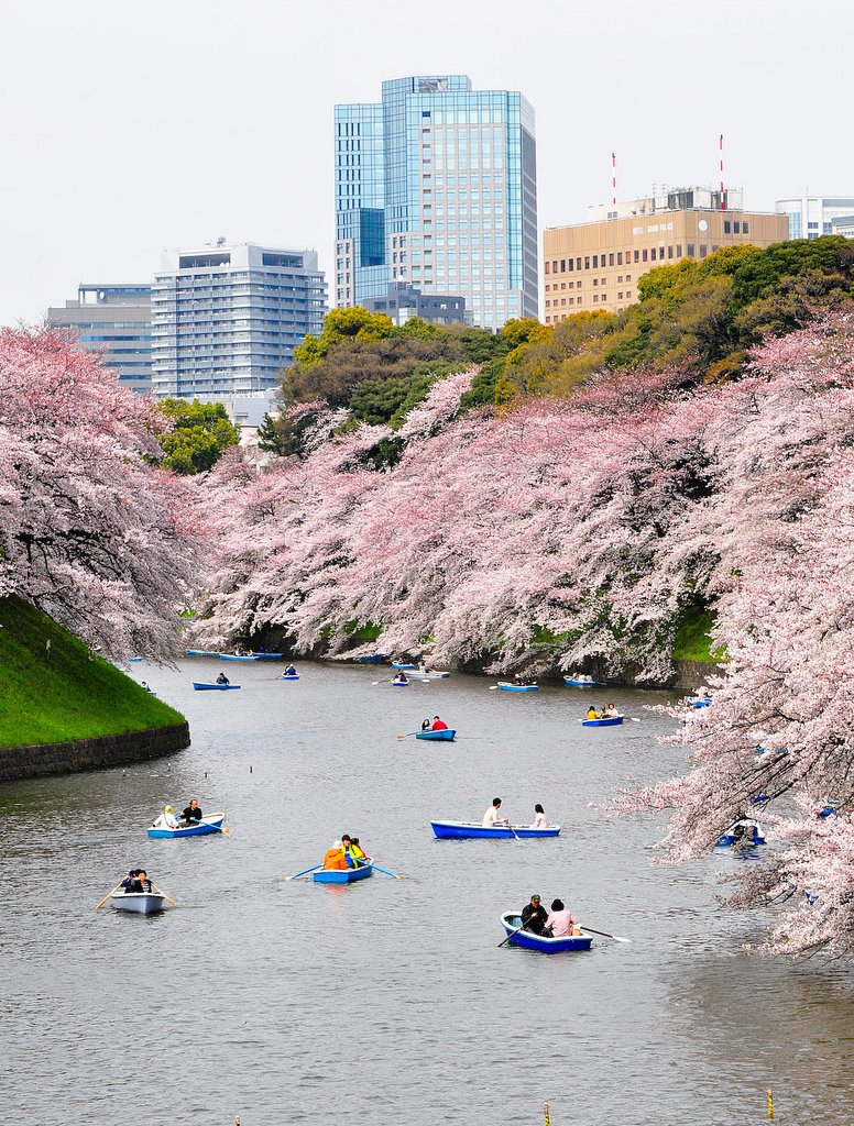 Cherry_Blossom_in_Chidorigafuchi_Park_Tokyo