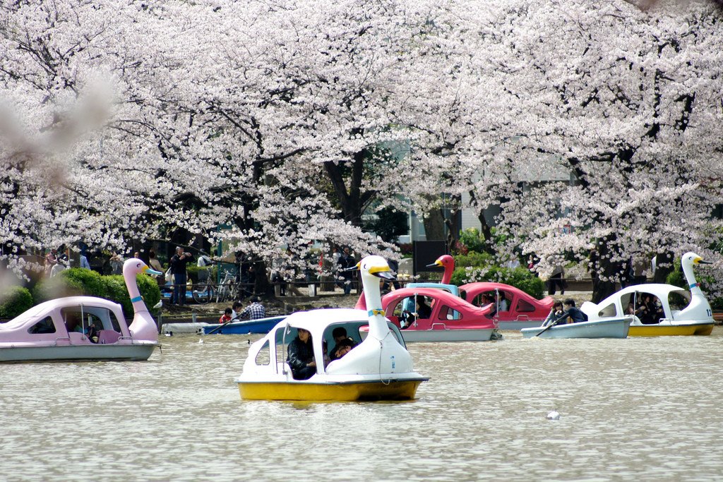 Cherry_Blossom_in_Tokyo_City