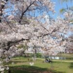 Cherry Blossom in Sapporo