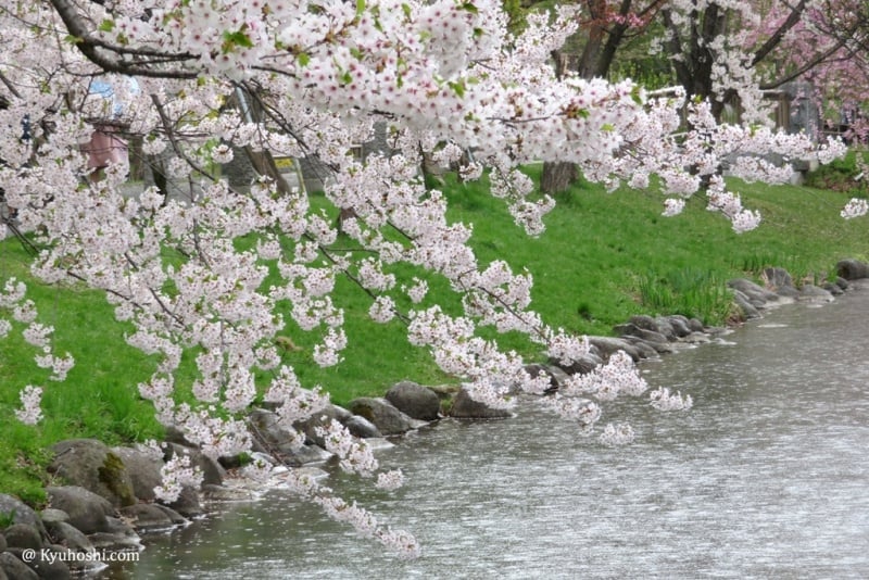 Nakajima Park's cherry blossoms in the rain.