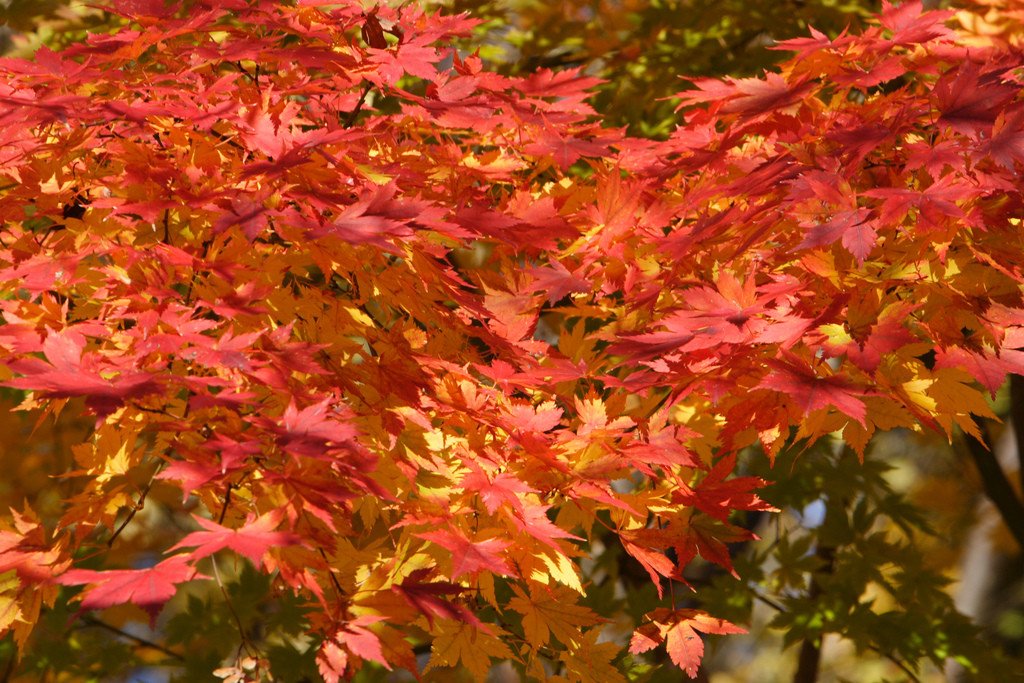 Japanese Maple Leaves