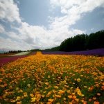 Farm Tomita in Nakafurano, Hokkaido