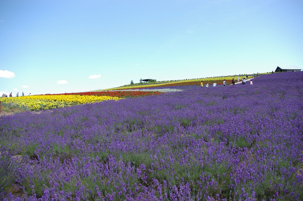 Flower_Land_Kamifurano_Hokkaido
