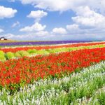 Flower fields in Hokkaido in Summer, Japan
