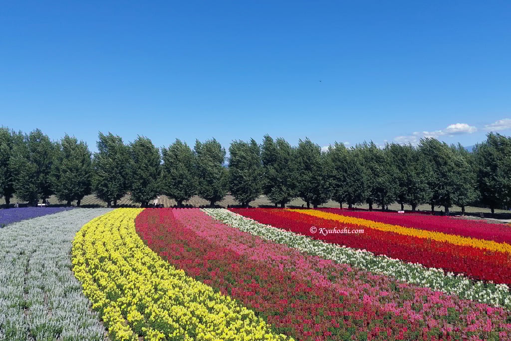 Flower fields at Farm Tomita