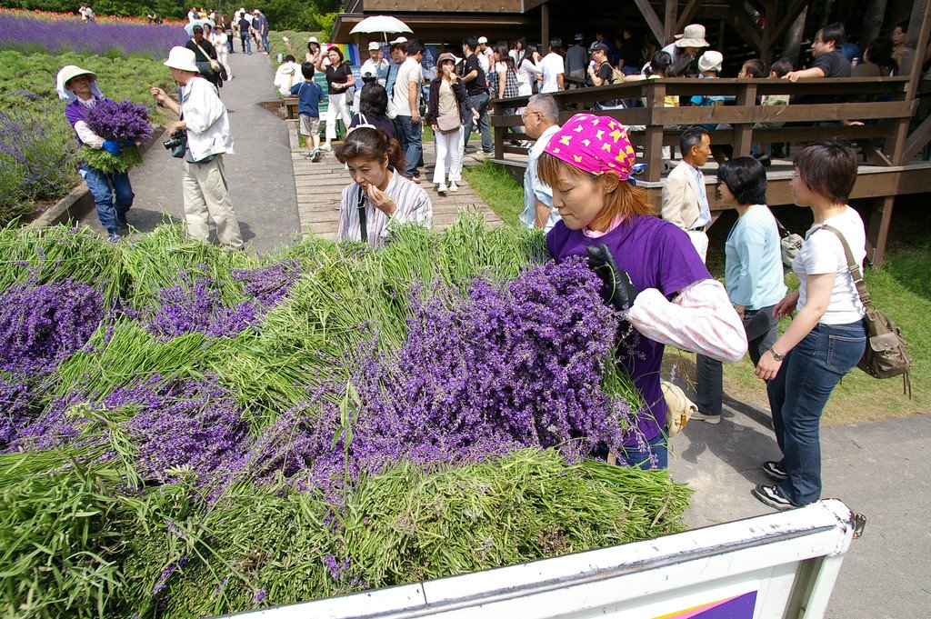 Furano_Lavender_Hokkaido_Japan