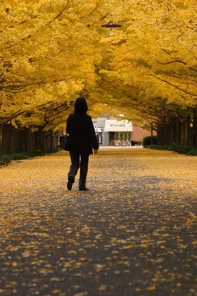 Ginkgo_Trees_in_Autumn_Japan