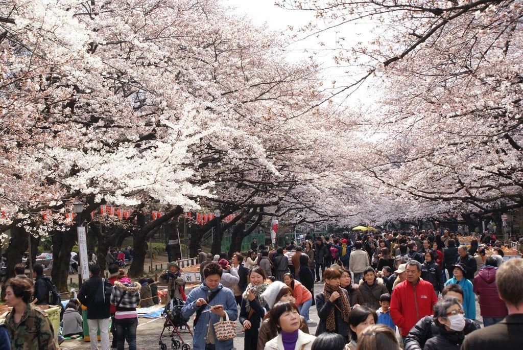 Hanami_in_Tokyo