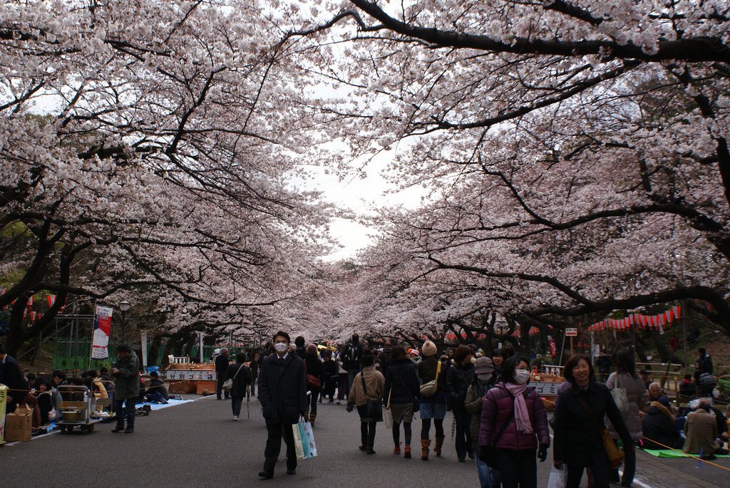 Hanami_in_Ueno_Park_Tokyo_Japan