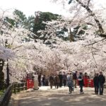 Cherry Blossom Festival in Spring, Japan