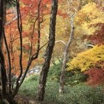 Autumn Leaves in Hokkaido