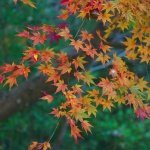 Autumn Leaves in Hokkaido
