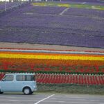 Hokuseiyama Lavender Field, Furano