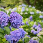 Hydrangea in Tokyo, Japan
