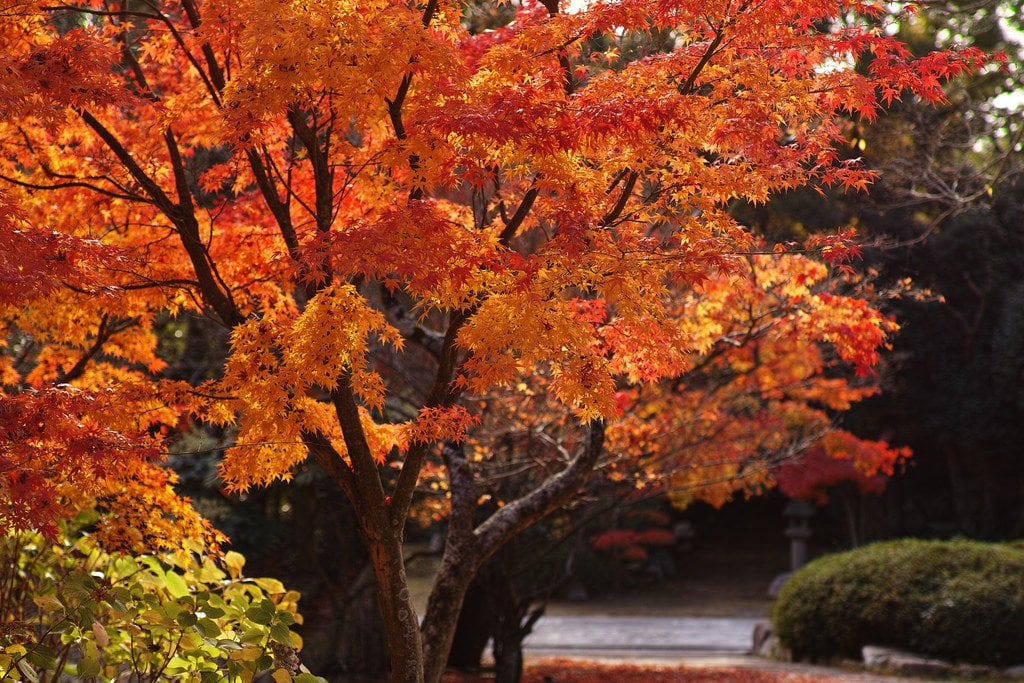 japanese_maple_leaves_autumn