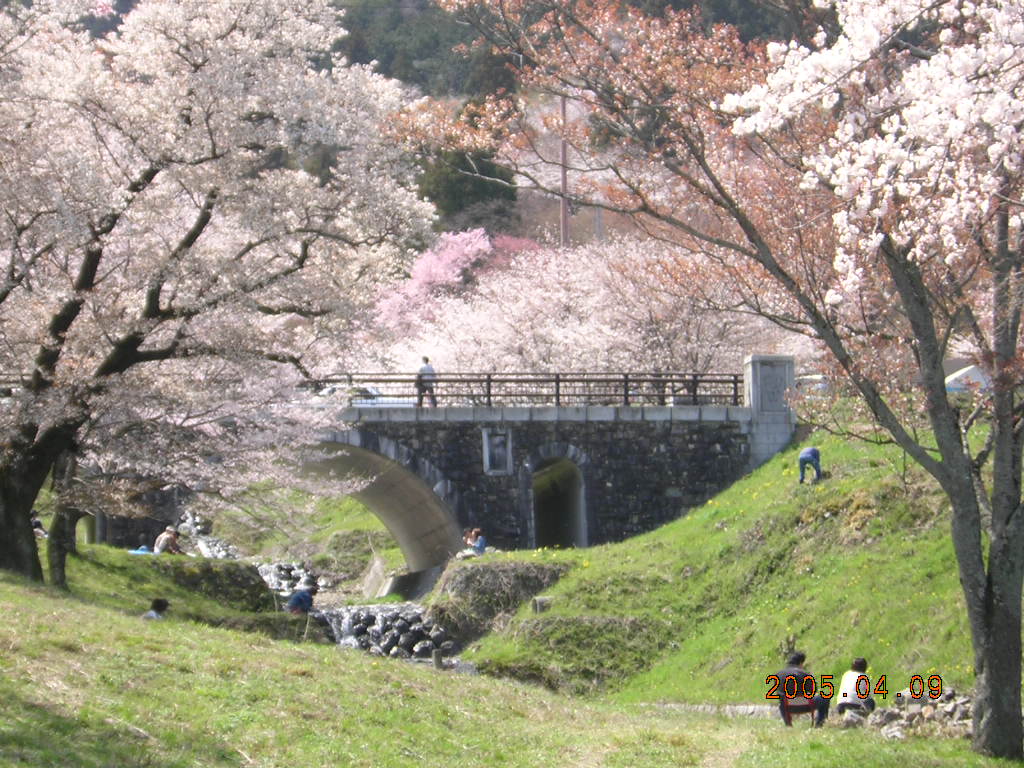 Cherry Blossoms in Kamagatani Park, Gifu.