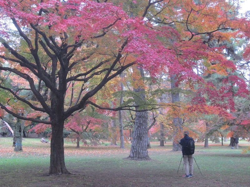 Kyoto Gyoen National Garden in Autumn