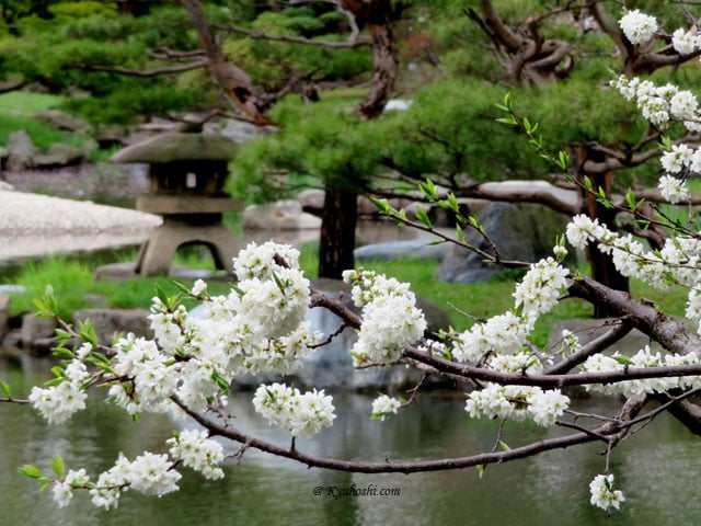 Kyuhoshi - Japan Travel & Cultuer Guide!