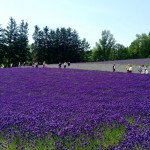 Best Hotels to Stay in Furano