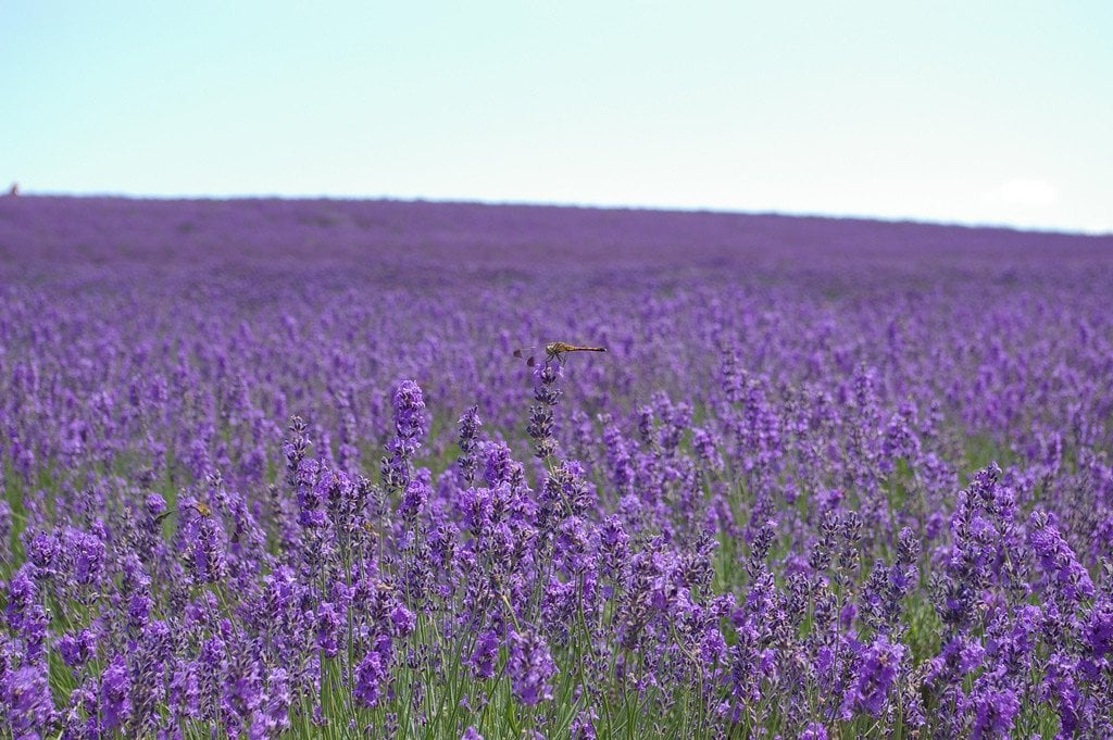 Lavender_Garden_Furano_Hokkaido