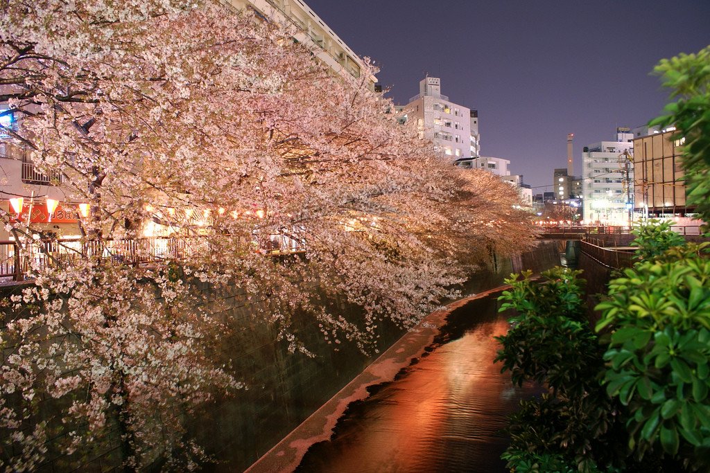 Meguro_River_Sakura_in_Tokyo