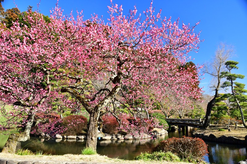 Plum Blossoms at Kairakuen Garden