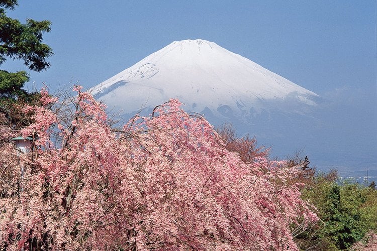 mount_fuji_sakura_japan