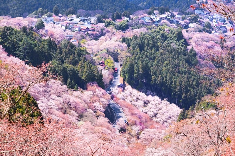 Mount Yoshino during the cherry blossom season.