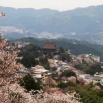 Mount Yoshino Cherry Blossom