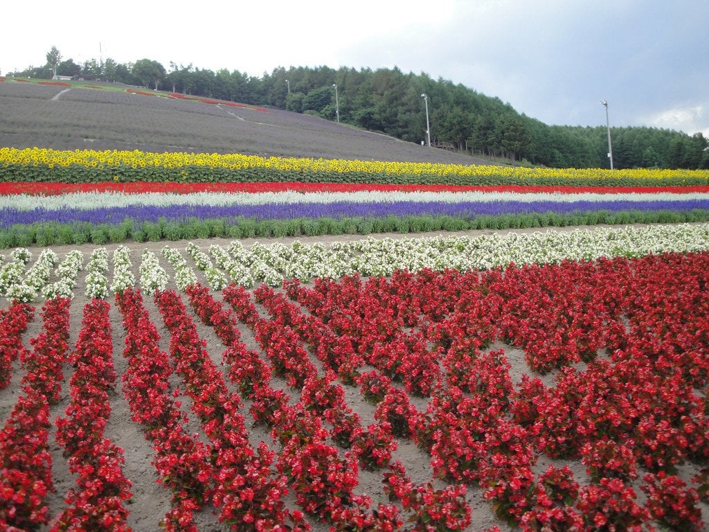 Nakafurano_Municipal_Lavender_Farm_Hokkaido