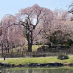 Sapporo Spring Itinerary