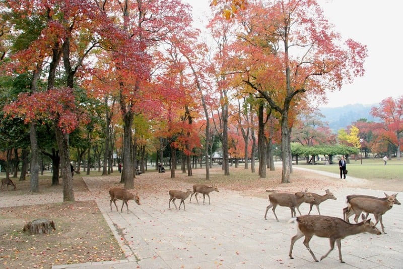 Deer at Nara Park, Nara