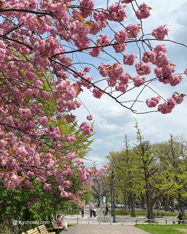 Cherry blossoms at Odori Park, Sapporo