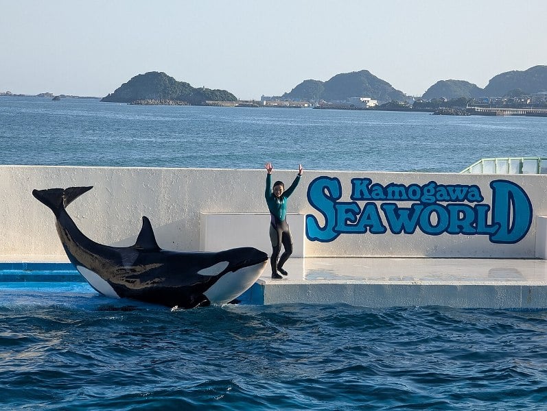 Orca show at Kamogawa Sea World, Chiba.