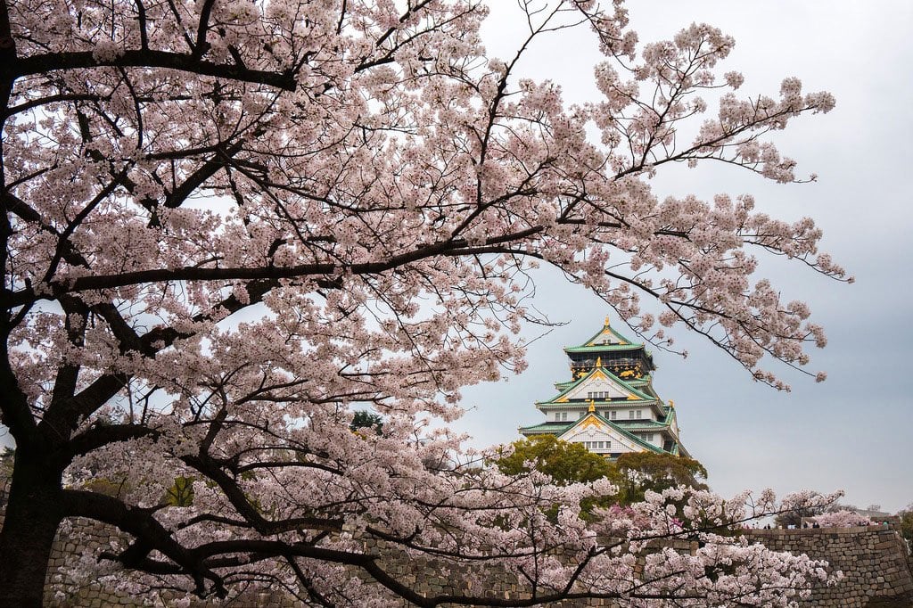 Osaka Castle's cherry blossoms