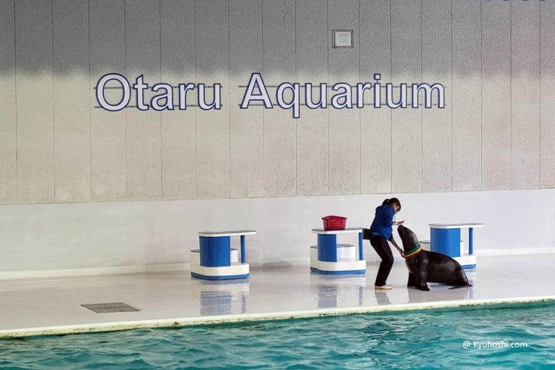 Otaru Aquarium - The Dolphin Show