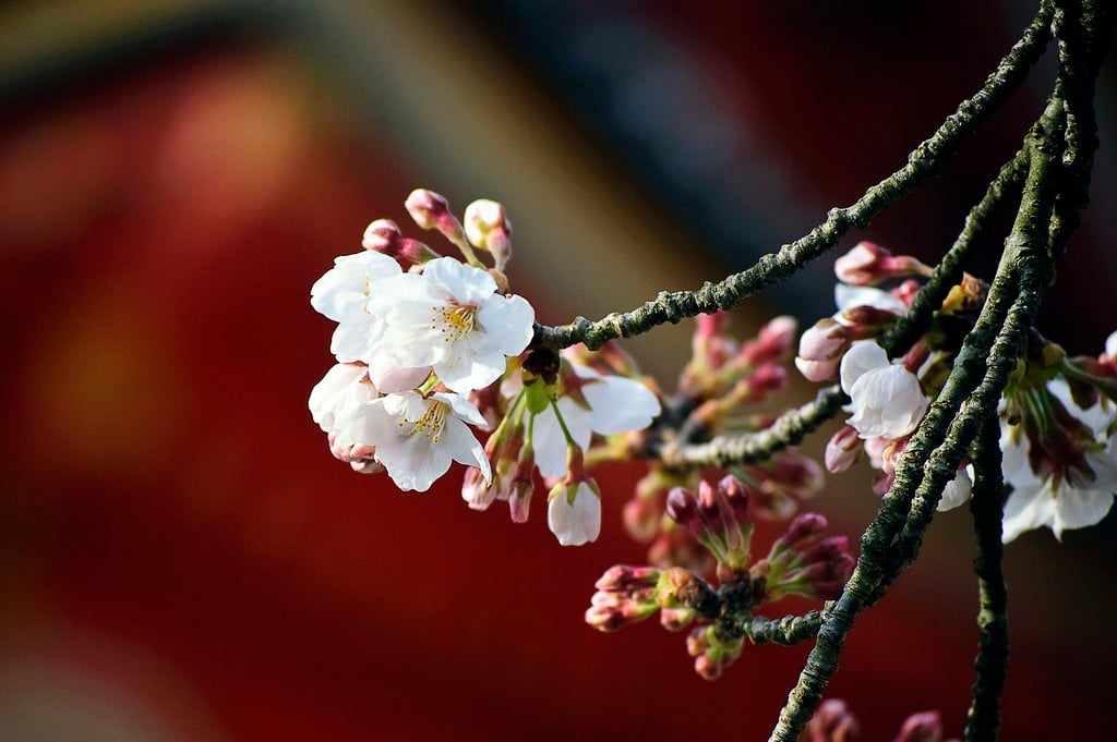 sakura_at_kiyomizudera_kyoto