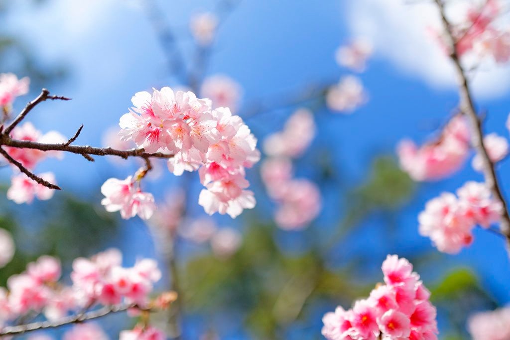 Sakura_in_Okinawa_Japan