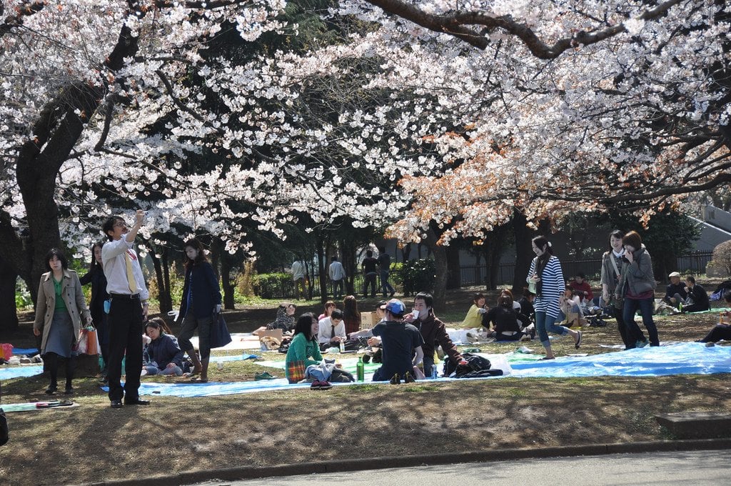 sakura_yoyogi_park_tokyo