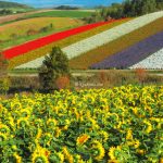 Shikisai-no Oka in Biei, Hokkaido