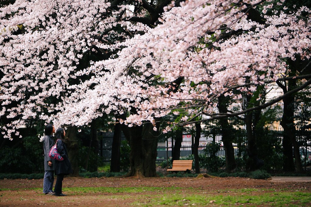 Shinjuku_Gyoen_Garden_Tokyo