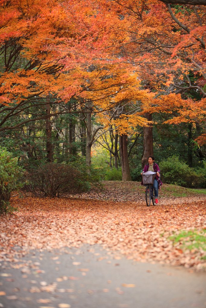 Showa_Kinen_Park_Autumn_Leaves_Tachikawa_in_Tokyo