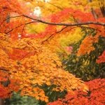 Best Tokyo Autumn Foliage Spots